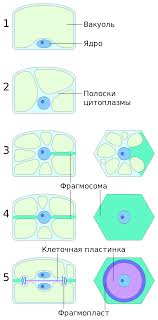 Check spelling or type a new query. File Plant Cell Division In A Cell With A Large Vacuole Svg Wikimedia Commons