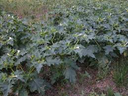 Image result for durman obecný plod