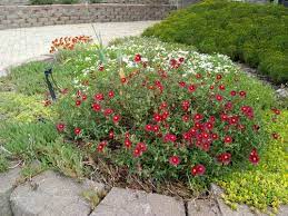 We did not find results for: Does Anyone Know Where To Get Raspberry Ripple Rock Rose Helianthemum