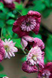 Maybe you would like to learn more about one of these? Clematis Avant Garde Taylors Clematis