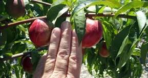 Central Sierra: Pruning & Care of Fruit Trees in Summer