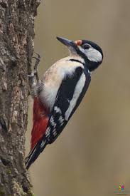 1,262 likes · 5 talking about this · 2,212 were here. Picchio Rosso Maggiore Simone Nature Photo