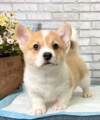More images for corgi puppies bay area » Pembroke Welsh Corgi Puppies For Sale In San Francisco Bay Area Puppyfor Me