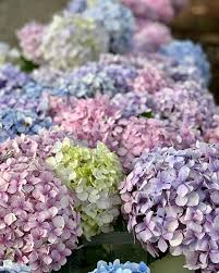 Image result for Aeollanthus ukamensis