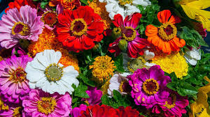 See more of flores com mensagens on facebook. Cuales Son Las Flores Mas Bonitas Del Mundo Nombres Y Fotos