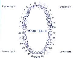 illustration of tooth numbers left to right dental teeth