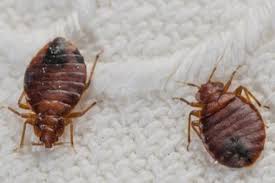 Saglik Munevver Net Tahta Kurusu Saglik Bocek