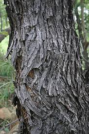 Image result for Acacia afra