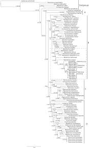 1a of jacobs and lindsay, 1984), . A New Genus Of Oryzomyine Rodents Cricetidae Sigmodontinae With Three New Species From Montane Cloud Forests Western Andean Cordillera Of Colombia And Ecuador Peerj