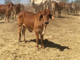 Young brahman bulls for sale. Bonsmara And Brahman Cattle And Calves For Sale Bethlehem Free Classifieds In South Africa