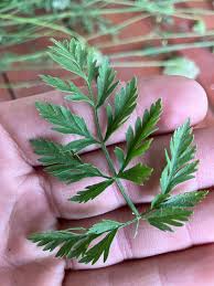 Image result for Daucus carota