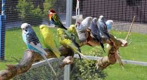 The Best Wire Mesh for Outdoor Aviaries
