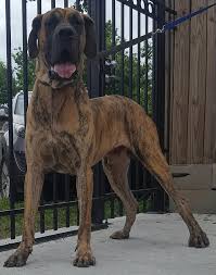 Thunder Great Dane Stud Hounds Of Tannenbaum S Great Danes Irish Wolfhounds