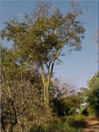 Image result for Albizia tanganyicensis