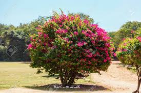 Varieties are available with flowers in shades of red, pink, and also white, all of which also attract butterflies. Home Living Flower Bush Pink Plants