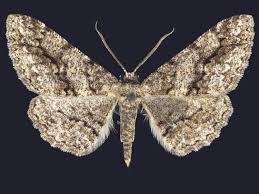 Image result for Geigeria engleriana