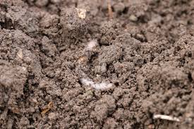 Äste werden herangeschleppt, um eine hütte zu bauen, zapfen werden zu zwergen. Erde Keimfrei Machen Anleitung Zum Dampfen Von Kompost Hausgarten Net