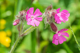 Image result for Diplocyclos tenuis