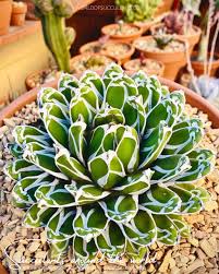 Image result for Crassula alsinoides
