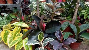 Rubber is a material, which can stretch and shrink. 10 Types Of Rubber Plant Ficus Elastica Varieties Care Tips Youtube Ficus Elastica Crassula Ovata Plante Exterieur
