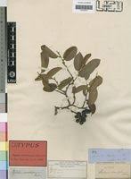 Image result for Xylopia odoratissima