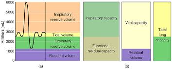 lung volumes definitions measuring