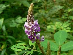 Image result for Desmodium