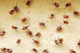 When they do bite it is the female most of the time. Baby Black Widow Spider Facts And Pictures Howchimp