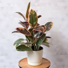 Ruby Rubber Plant Plants Rubber Plant Ficus Elastica