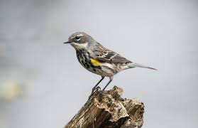 Have You Noticed The Yellow Rumped Warbler Is Invading