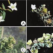 Image result for Aizoon schellenbergii