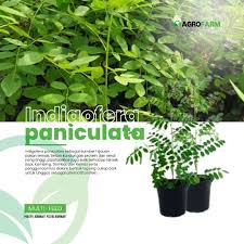 Image result for Indigofera paniculata