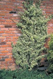 Image result for Euonymus fortunei