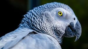 Burung adalah anggota kelompok hewan bertulang belakang yang memiliki bulu dan sayap. Terlalu Sering Memaki 5 Burung Beo Di Taman Margasatwa Inggris Dipindahkan