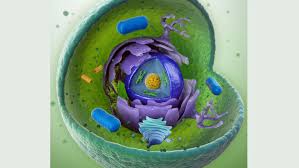 Maybe you would like to learn more about one of these? What Is An Organelle