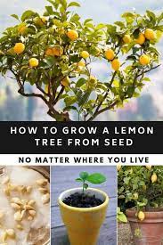 How To Grow A Lemon Tree From Seed No Matter Where You Live In 2020 Growing Lemon Trees Lemon Tree From Seed Plants