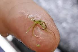 Image result for Wolffiella