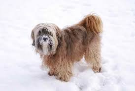 The sire is an apricot kc reg toy poodle. Tibetan Terrier Temperament And Other Info Price Puppies Breeders