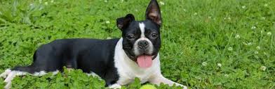 Leaving Your Boston Terrier Alone For The First Time: Guide - Boston Terrier  Society | Boston Terrier Funny, Boston Terrier Dog, Boston Terrier
