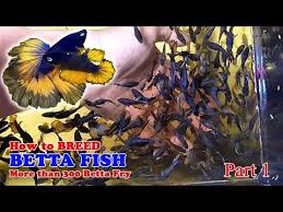 How To Betta Fish Breeding More Than 300 Betta Fry Mustard Gas Rose Tail Halfmoon Part 1 Youtube In 2020 Betta Fish Fish Breeding Betta