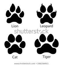 Different Footprints Of Big Cats Leopard Lion Tiger Paws Set Illustration Cat Paw Drawing Paw Drawing Paw Art