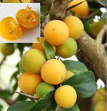 Image result for Dovyalis afra