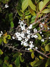 Image result for Myrica salicifolia