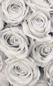 If you're looking for the best white rose wallpapers then wallpapertag is the place to be. Rose Mist Wallpaper Mural Hovia White Roses Wallpaper White Wallpaper For Iphone Grey Wallpaper Iphone