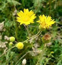 Image result for Heteropyxidaceae