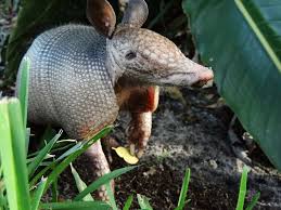 Three-Banded Armadillo | San Diego Zoo Wildlife Explorers