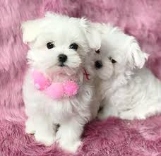 Maltese puppies, teacup maltese dogs instead, our system considers things like how recent a review is and if the reviewer bought the item on amazon. Teacup Maltese Puppies Maltese For Sale Home Facebook
