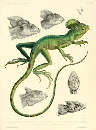Image Result For Lily Scientific Illustration 1800s Dieren Reptielen Dierenprints