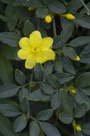 Image result for Jasminum sp. A