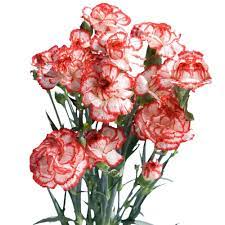 Globalrose Fresh Christmas Color Mini Carnations 160 Stems 640 Blooms Xmas Spray Carnations Medium 160 The Home Depot Mini Carnations Carnation Flower Carnations